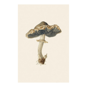 6" X 9" 'Rancid Greyling' or 'Lyophyllum Rancidum' Mushroom - Original Botanical Herbarium Watercolor & Pencil Fine Art Print