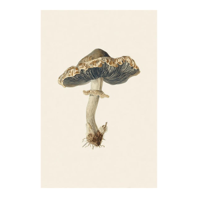 'Rancid Greyling' (Lyophyllum Rancidum) - Mushroom Botanical Print | Natural History | Fine Art Print For Sale