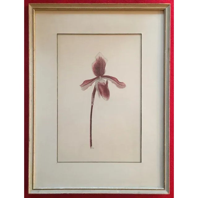 Paint Watercolor Botanical Painting of a Lady Slipper Orchid 1940's For Sale - Image 7 of 12