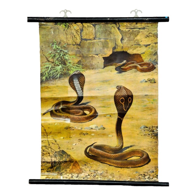 Scenery with Cobras Snake Poster Print Pull-Down Wall Chart For Sale