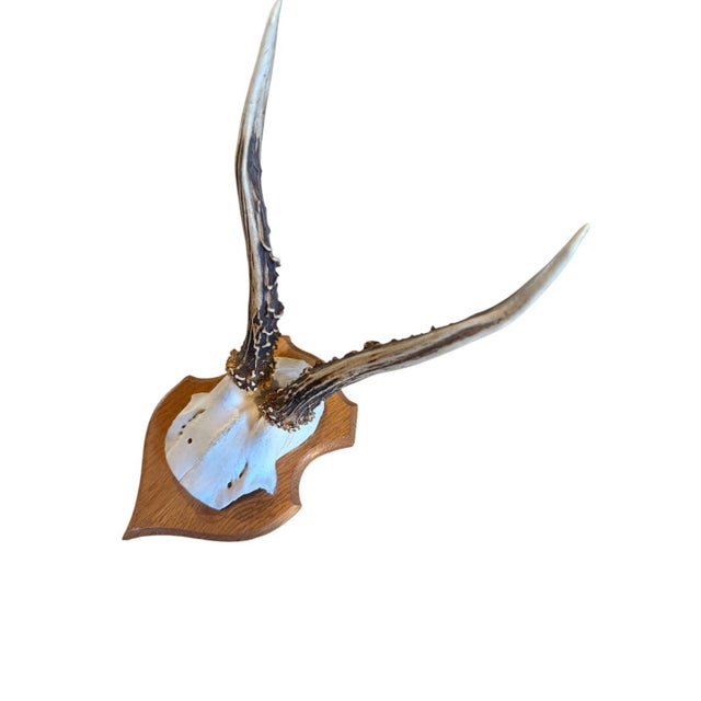 Cabin Roe Deer Trophy 134 Black Foret Antlers For Sale - Image 3 of 5