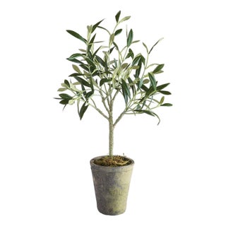 Olive Tree Potted 17" For Sale