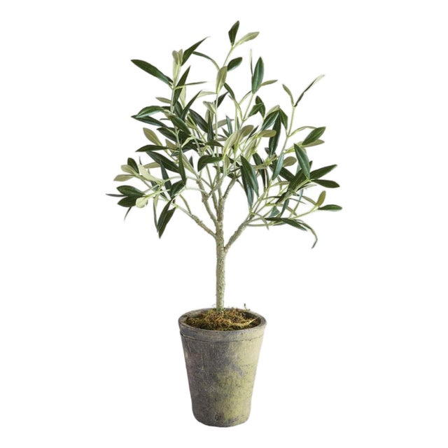 Olive Tree Potted 17" For Sale