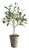 Olive Tree Potted 17" For Sale