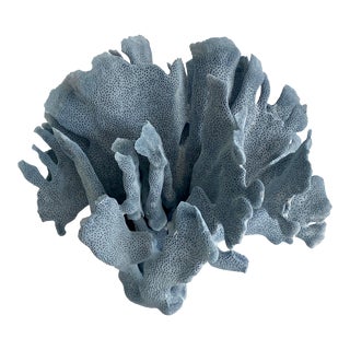 Natural Blue Coral Specimen For Sale