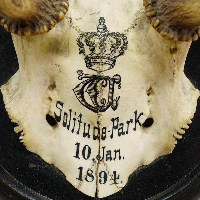 Black Forest Fallow Deer Trophy From Salem Germany, Solitude Park 1894 For Sale - Image 6 of 7