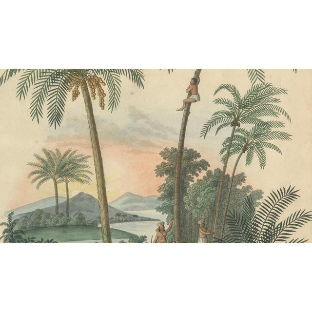 Jonathan Carl Zenker, Date Palm and Coconut Botanical Scene, 1831, Copper Engraving on Paper For Sale - Image 4 of 9