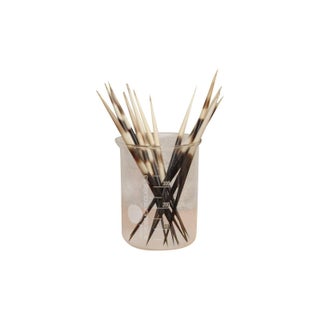 Collection of Thick Porcupine Quills - Set of 12 For Sale