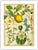 Antique 'Lemon Botanical' Archival Print For Sale - Image 4 of 4