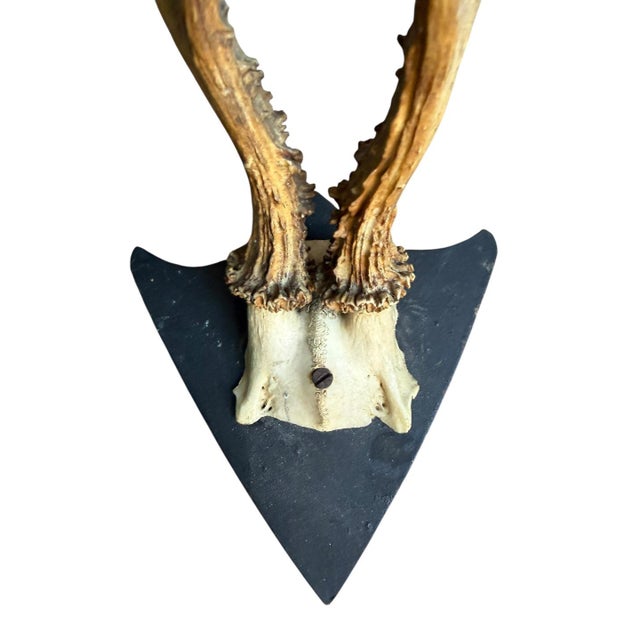 Cabin 1900s Roe Deer Trophy Black Forest Mount Antlers For Sale - Image 3 of 5