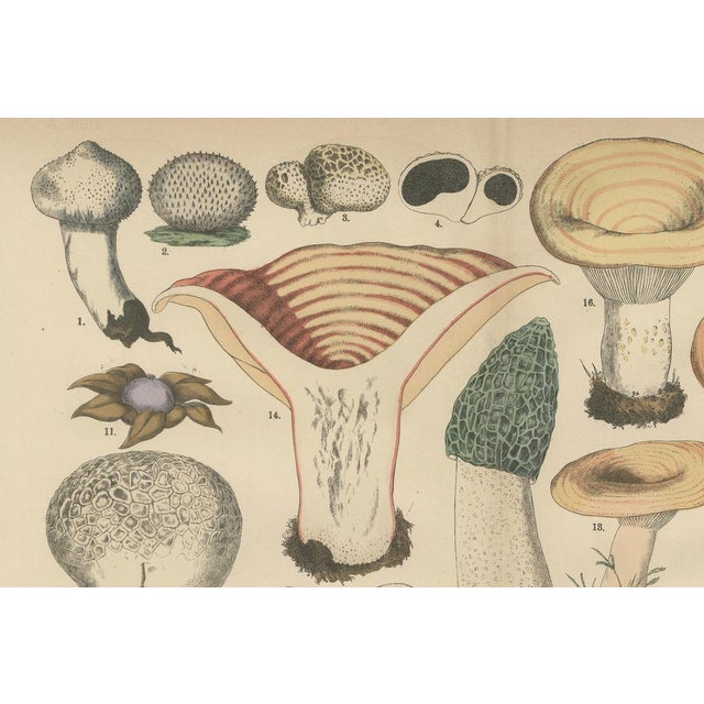 Late 19th Century Fünfstück, Morel & Funnel Mushrooms, 1885, Paper For Sale - Image 5 of 9