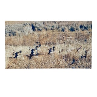 "Deer in the Grass" Contemporary Landscape Color Photograph From the Estate of Gleb Derujinsky For Sale