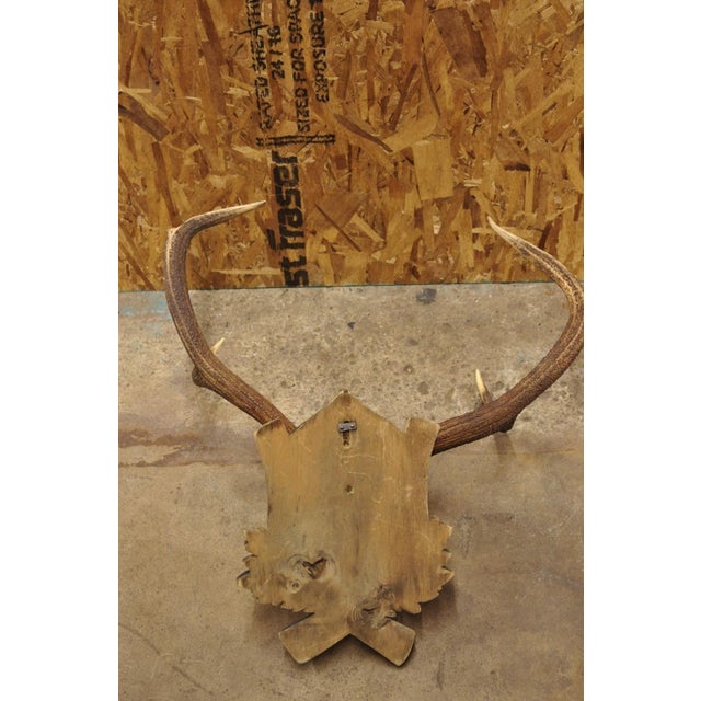 Antique Black Forest Victorian Wall Mounted Taxidermy Large Deer Skull & Antlers For Sale - Image 13 of 15