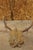 Antique Black Forest Victorian Wall Mounted Taxidermy Large Deer Skull & Antlers For Sale - Image 13 of 15