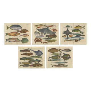 John Nieuhoff, Exotic Fish, 1800s, Paper, Set of 5 For Sale