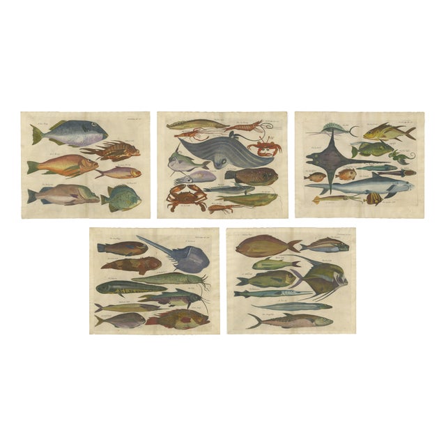 John Nieuhoff, Exotic Fish, 1800s, Paper, Set of 5 For Sale