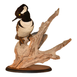 Mounted Hooded Merganser on Driftwood