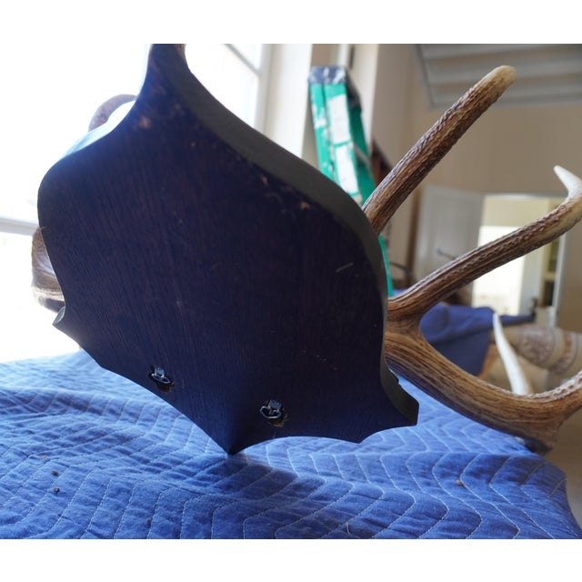 Elk Antler Mounted on Wooden Plaque For Sale - Image 15 of 16