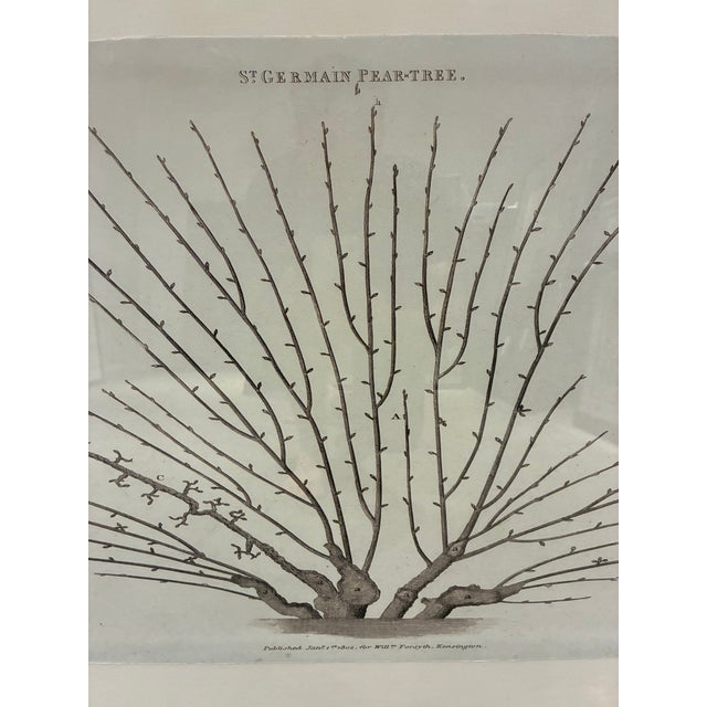 Large-scale framed botanical study by Natural Curiosities, based on an early-19th-century horticultural illustration...