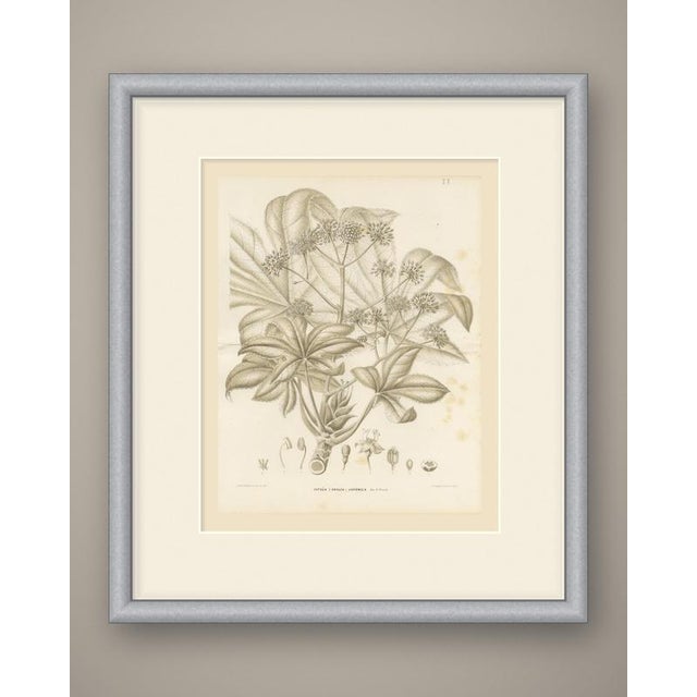 This is an original antique botanical print, a lithograph printed in a single warm brown tone without added color,...