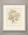 This is an original antique botanical print, a lithograph printed in a single warm brown tone without added color,...