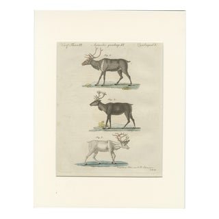 Bertuch, Reindeer & Northern Deer, 1792, Engraving For Sale