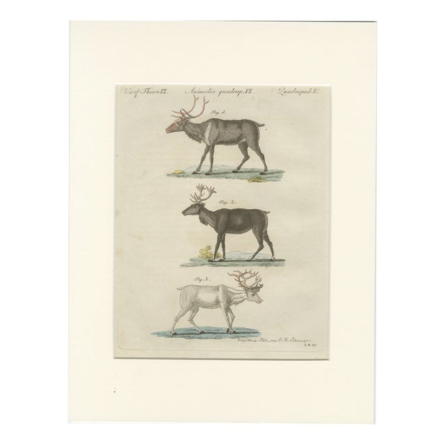 Bertuch, Reindeer & Northern Deer, 1792, Engraving For Sale