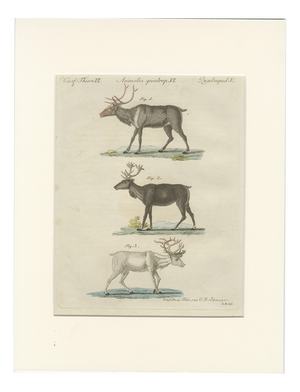 Bertuch, Reindeer & Northern Deer, 1792, Engraving