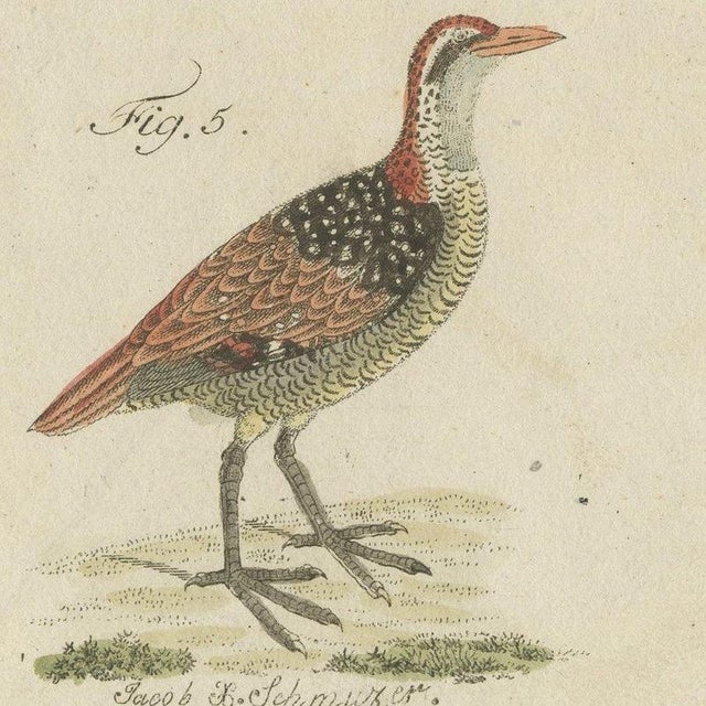 Bertuch, Jacanas and Wading Birds with Long Toes, 1805, Print For Sale - Image 9 of 12