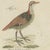 Bertuch, Jacanas and Wading Birds with Long Toes, 1805, Print For Sale - Image 9 of 12