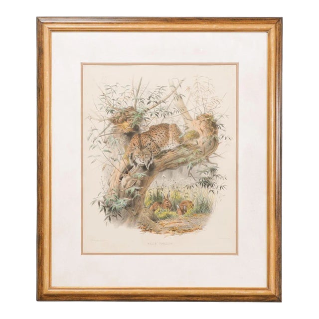 English Victorian 19th Century Hand-Colored Framed Lithograph of a Felis Pardina For Sale