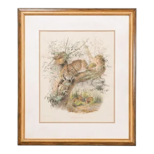 English Victorian 19th Century Hand-Colored Framed Lithograph of a Felis Pardina