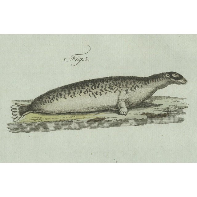 Bertuch, Four Seals, 1800, Engraving For Sale - Image 6 of 10