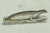 Bertuch, Four Seals, 1800, Engraving For Sale - Image 6 of 10