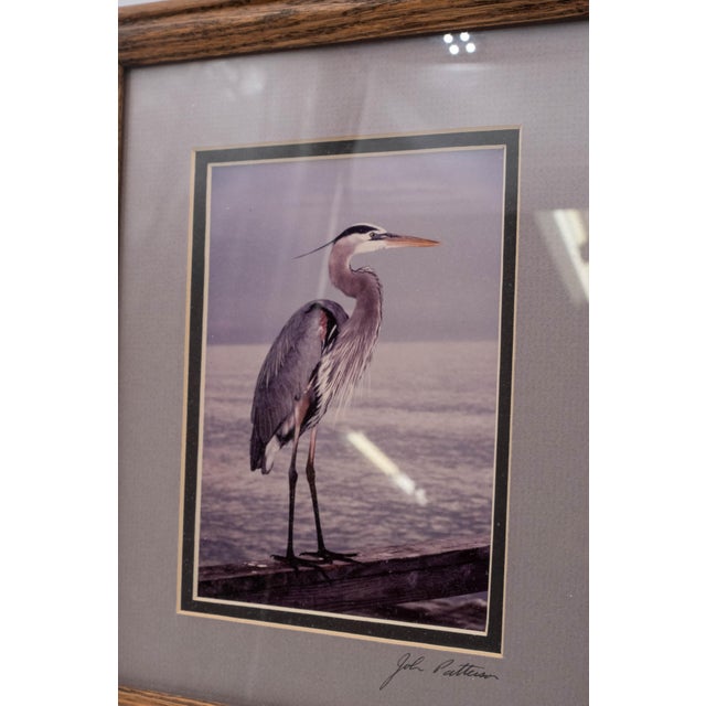 Brown Pair of Framed Sea Bird Pictures by John Patterson For Sale - Image 8 of 15