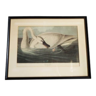 John James Audubon Art Print - Trumpeter Swan For Sale