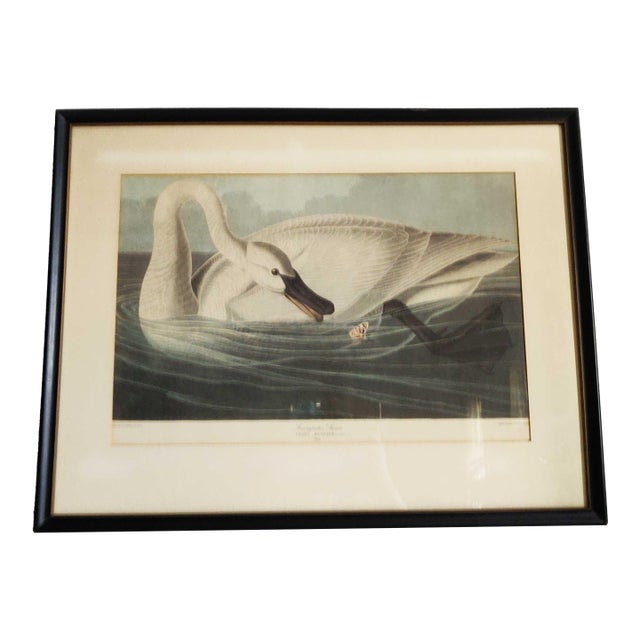 John James Audubon Art Print - Trumpeter Swan For Sale