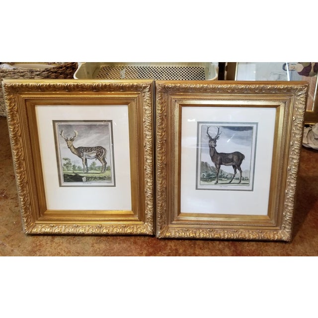 Late 18th Century 18th C Buffon Engravings - a Pair For Sale - Image 12 of 12