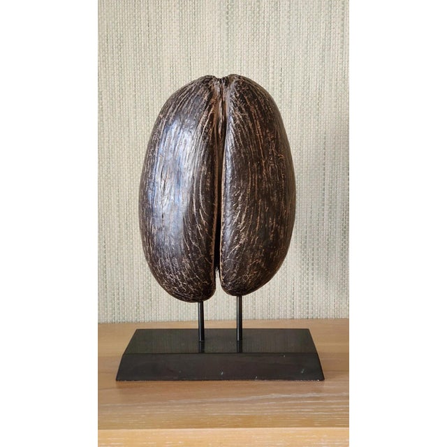 A Coco-De-Mer (Lodoicea Maldivica) and Stand 20th Century Exceptional! For Sale In Jacksonville, FL - Image 6 of 13