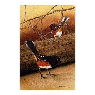 1976 Spotted Towhee Sparrow Painting by Jerry Weers For Sale
