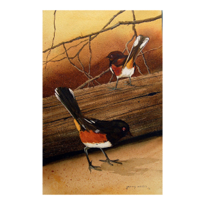 1976 Spotted Towhee Sparrow Painting by Jerry Weers