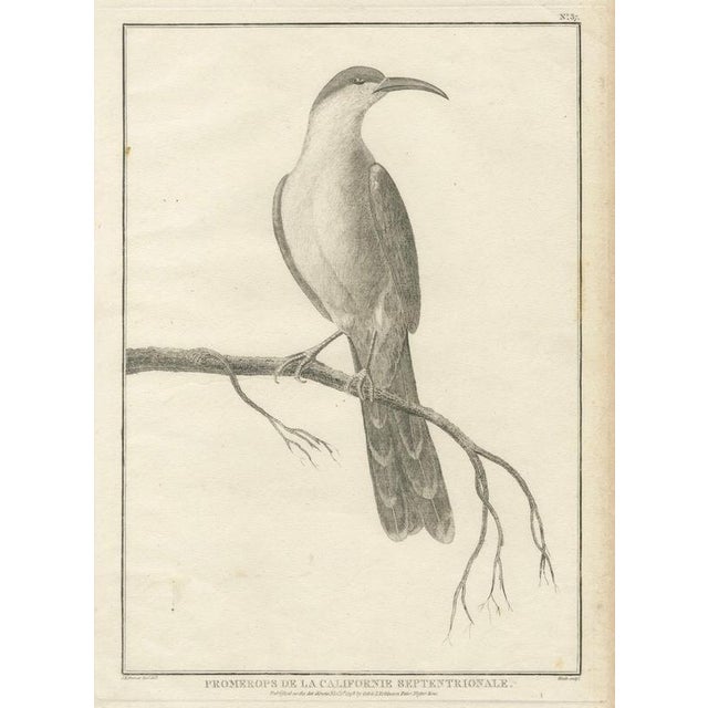 California Birds, 1798, Paper, Set of 2 For Sale - Image 4 of 10
