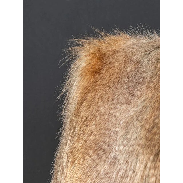 Beech Lounge Chair, 1950s For Sale - Image 6 of 9