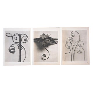 Vintage Botanical Photogravures-Karl Blossfeldt-Set of 3 For Sale