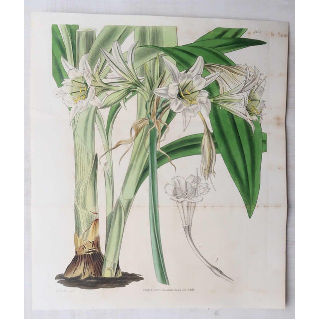 William Fitch, Botanical Prints Curtis. 1838, Paper For Sale - Image 9 of 10