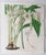 William Fitch, Botanical Prints Curtis. 1838, Paper For Sale - Image 9 of 10