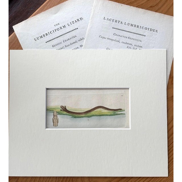 Realism Shaw & Nodder HandiColored Copper Engraving, 1783 "Lumbriciform Lizard" For Sale - Image 3 of 3