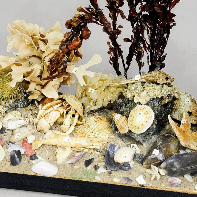 Antique Under the Water School Specimen An antique natural wunderkammer glass display with marine life in the depths of...