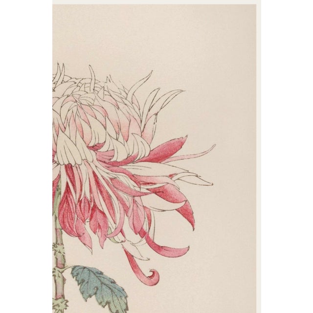 Japanese Japanese Chrysanthemum by Hasegawa, Vintage Botanical Art Print, 40" X 60" For Sale - Image 3 of 9