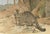 Antique Victorian Zoological Wild Cat Print, 1894 For Sale - Image 4 of 10